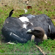 Bangladesh Natinal Zoo_12